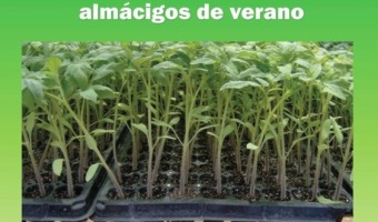 PREPARACIN DE ALMCIGOS DE VERANO EN EL VIVERO MUNICIPAL